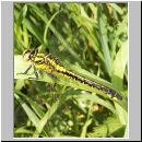 Gomphus vulgatissimus - Gemeine Keiljungfer jung 10.jpg